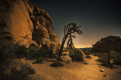 Joshua Tree